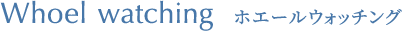 Whale Watching ホエールウォッチング